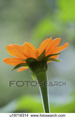 Lake of the Woods, Ontario, Canada; Flower in the woods View Large Photo Image Picture - Lake of the Woods, Ontario, Canada; Flower in the woods. Fotosearch