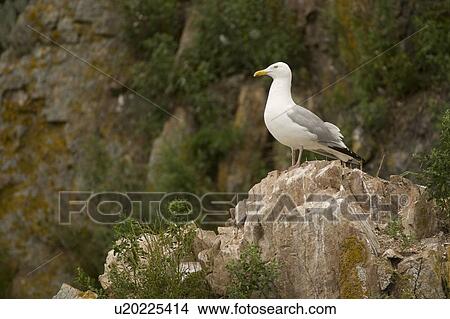 Picture - Lake of the Woods, Ontario, Canada; Gulls at the lake . Fotosearch