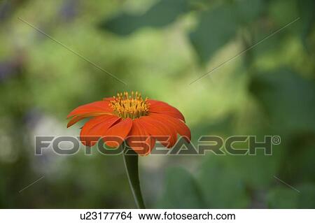 Lake of the Woods, Ontario, Canada; Flower in the woods View Large Photo Image Picture - Lake of the Woods, Ontario, Canada; Flower in the woods. Fotosearch