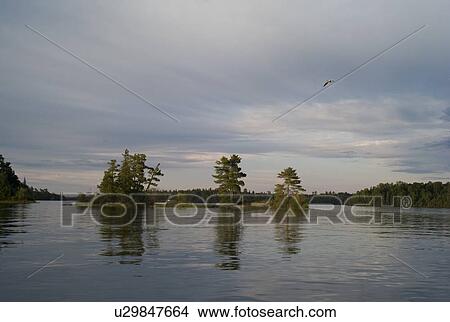 Picture - Lake of the Woods, Ontario, Canada; Bird flying above small islands with trees. Fotosearch