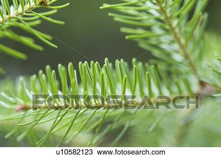Stock Image - Lake of the Woods, Ontario, Canada; Flower in the woods. Fotosearch