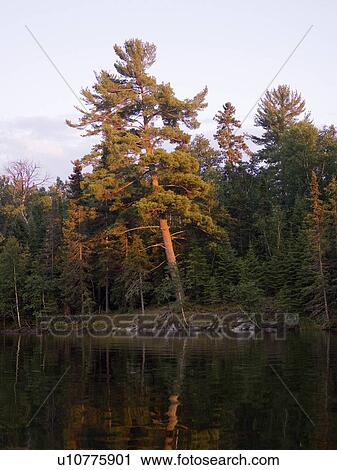 Lake of the Woods, Ontario, Canada; Large tree rests on the bank of a lake View Large Photo Image Stock Image - Lake of the Woods, Ontario, Canada; Large tree rests on the bank of a lake. Fotosearch