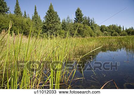 Stock Image - Lake of the Woods, Ontario, Canada; Reedbeds on the water. Fotosearch