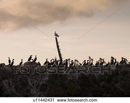 Lake of the Woods, Ontario, Canada; Seagulls, pelicans and ducks share a rocky island View Large Photo Image Stock Image - Lake of the Woods, Ontario, Canada; Seagulls, pelicans and ducks share a rocky island. Fotosearch