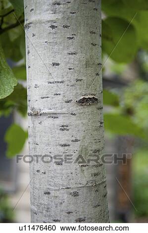Lake of the Woods, Ontario, Canada; Close up of tree trunk View Large Photo Image Stock Image - Lake of the Woods, Ontario, Canada; Close up of tree trunk. Fotosearch