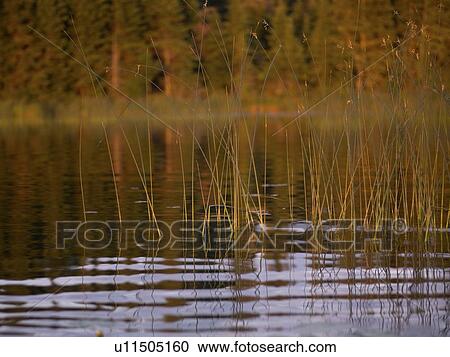 Lake of the Woods, Ontario, Canada; Reeds growing in Lake of the Woods View Large Photo Image Stock Image - Lake of the Woods, Ontario, Canada; Reeds growing in Lake of the Woods. Fotosearch