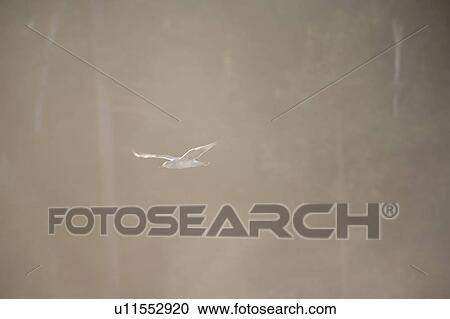 Stock Image - Lake of the Woods, Ontario, Canada; Solitary bird in flight. Fotosearch