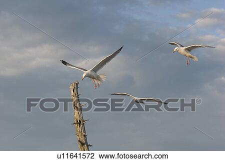 Lake of the Woods, Ontario, Canada; Three seagulls flying View Large Photo Image Stock Image - Lake of the Woods, Ontario, Canada; Three seagulls flying. Fotosearch