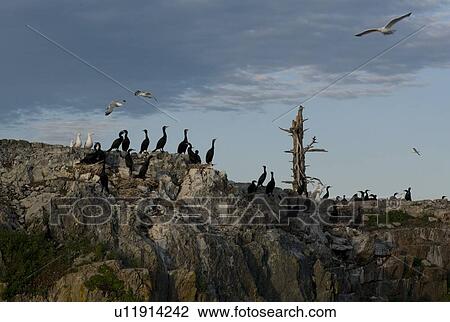 Lake of the Woods, Ontario, Canada; Birds nesting on lake bank View Large Photo Image Stock Image - Lake of the Woods, Ontario, Canada; Birds nesting on lake bank. Fotosearch