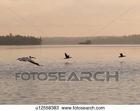 Stock Image - Lake of the Woods, Ontario, Canada; Pelicans flying over a lake. Fotosearch