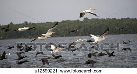 Stock Image - Lake of the Woods, Ontario, Canada; Flock of birds flying over lake. Fotosearch