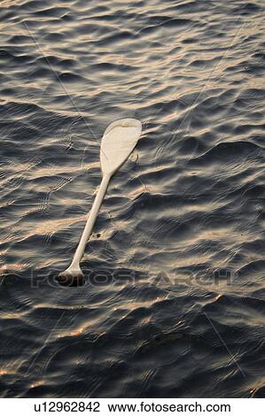 Lake of the Woods, Ontario, Canada; Abandoned paddle floating on water View Large Photo Image Stock Image - Lake of the Woods, Ontario, Canada; Abandoned paddle floating on water. Fotosearch