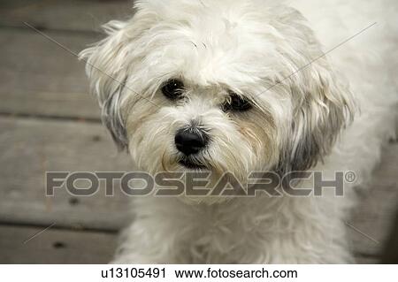Lake of the Woods, Ontario, Canada; Lulu, a Bichon Maltaise View Large Photo Image Stock Image - Lake of the Woods, Ontario, Canada; Lulu, a Bichon Maltaise. Fotosearch