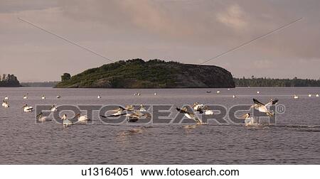 Lake of the Woods, Ontario, Canada; Pelicans flying over a lake View Large Photo Image Stock Image - Lake of the Woods, Ontario, Canada; Pelicans flying over a lake. Fotosearch