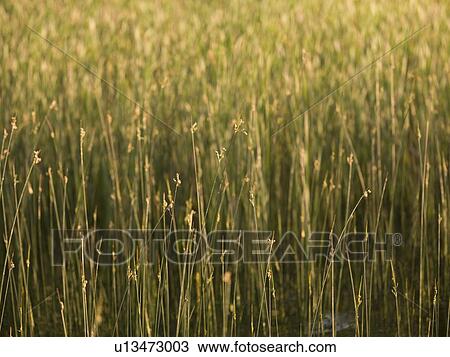 Lake of the Woods, Ontario, Canada; Abundance of green reeds in Lake of the Woods View Large Photo Image Stock Image - Lake of the Woods, Ontario, Canada; Abundance of green reeds in Lake of the Woods. Fotosearch