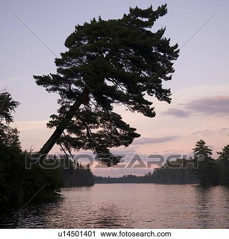 Lake of the Woods, Ontario, Canada; View of a bent tree next to a lake View Large Photo Image Stock Image - Lake of the Woods, Ontario, Canada; View of a bent tree next to a lake. Fotosearch