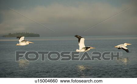 Lake of the Woods, Ontario, Canada; Birds stirring at lake at sunrise View Large Photo Image Stock Image - Lake of the Woods, Ontario, Canada; Birds stirring at lake at sunrise. Fotosearch