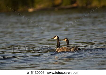 Stock Image - Lake of the Woods, Ontario, Canada; Canada geese on lake. Fotosearch