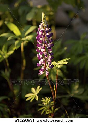 Stock Image - Lake of the Woods, Ontario, Canada; Purple lupine flower. Fotosearch