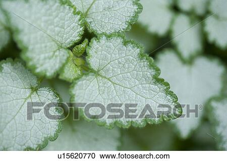 Lake of the Woods, Ontario, Canada; Leaves in a garden View Large Photo Image Stock Image - Lake of the Woods, Ontario, Canada; Leaves in a garden. Fotosearch