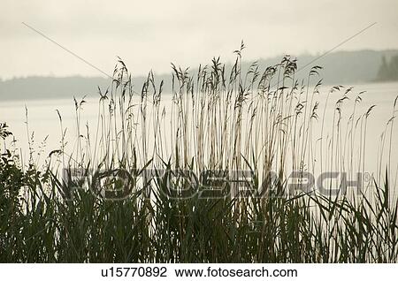Lake of the Woods, Ontario, Canada; Timothy grass at the edge of a lake View Large Photo Image Stock Image - Lake of the Woods, Ontario, Canada; Timothy grass at the edge of a lake. Fotosearch