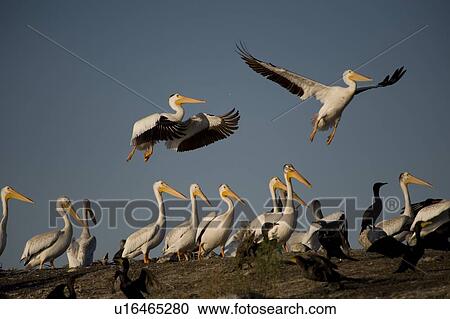 Stock Image - Lake of the Woods, Ontario, Canada; Pelicans. Fotosearch