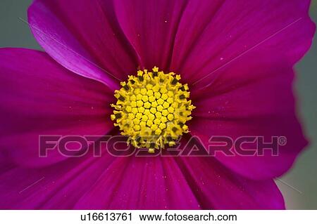 Lake of the Woods, Ontario, Canada; Close-up of a flower in a garden View Large Photo Image Stock Image - Lake of the Woods, Ontario, Canada; Close-up of a flower in a garden. Fotosearch