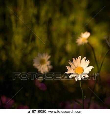 Lake of the Woods, Ontario, Canada; Daisies in a flowerbed View Large Photo Image Stock Image - Lake of the Woods, Ontario, Canada; Daisies in a flowerbed. Fotosearch