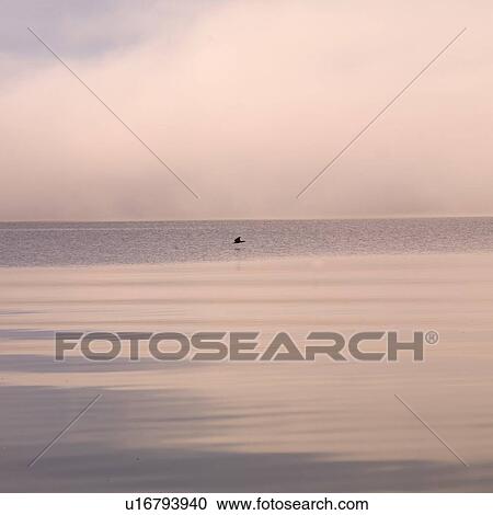 Lake of the Woods, Ontario, Canada; Bird flying over a still lake View Large Photo Image Stock Image - Lake of the Woods, Ontario, Canada; Bird flying over a still lake. Fotosearch