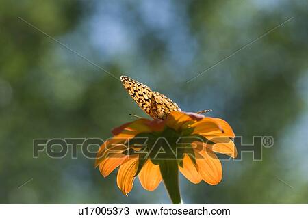 Lake of the Woods, Ontario, Canada; Butterfly gathering nectar from flower View Large Photo Image Stock Image - Lake of the Woods, Ontario, Canada; Butterfly gathering nectar from flower. Fotosearch