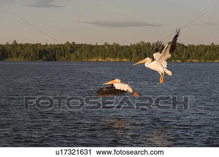 Lake of the Woods, Ontario, Canada; Pelicans in flight View Large Photo Image Stock Image - Lake of the Woods, Ontario, Canada; Pelicans in flight. Fotosearch
