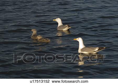 Stock Image - Lake of the Woods, Ontario, Canada; Four birds swimming. Fotosearch
