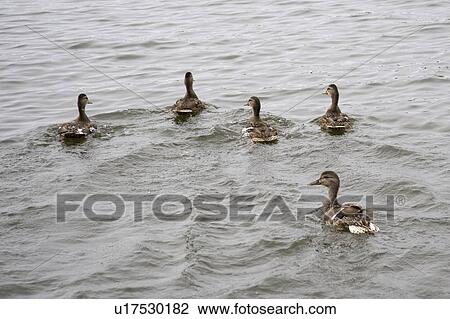 Lake of the Woods, Ontario, Canada; Group of ducks floating on lake View Large Photo Image Stock Image - Lake of the Woods, Ontario, Canada; Group of ducks floating on lake. Fotosearch