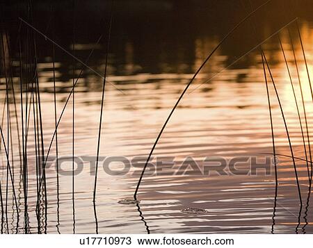 Stock Image - Lake of the Woods, Ontario, Canada; View of reeds in a lake. Fotosearch