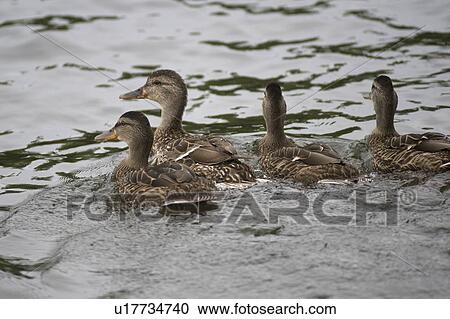 Lake of the Woods, Ontario, Canada; Group of ducks floating on lake View Large Photo Image Stock Image - Lake of the Woods, Ontario, Canada; Group of ducks floating on lake. Fotosearch