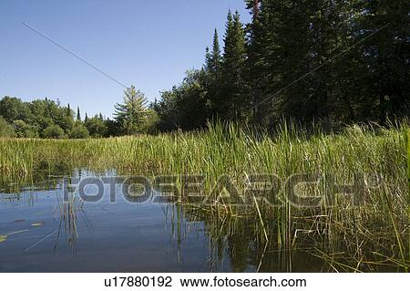 Lake of the Woods, Ontario, Canada; Reedbeds on the water View Large Photo Image Stock Image - Lake of the Woods, Ontario, Canada; Reedbeds on the water. Fotosearch