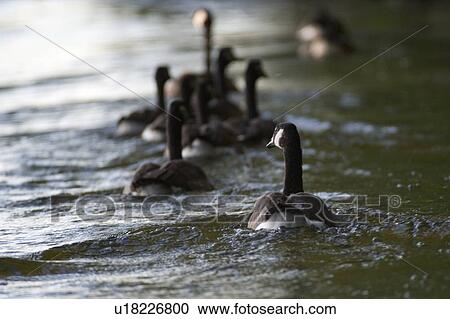 Lake of the Woods, Ontario, Canada; Canada geese swimming in lake View Large Photo Image Stock Image - Lake of the Woods, Ontario, Canada; Canada geese swimming in lake. Fotosearch