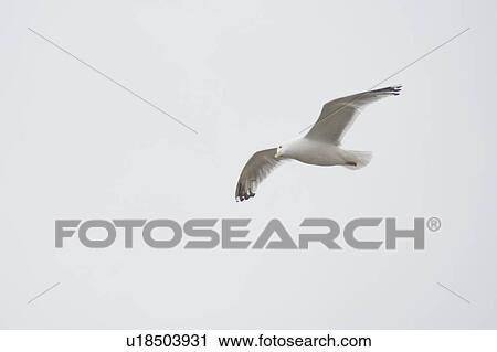 Lake of the Woods, Ontario, Canada; Gulls over the lake View Large Photo Image Stock Image - Lake of the Woods, Ontario, Canada; Gulls over the lake. Fotosearch