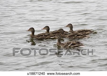 Lake of the Woods, Ontario, Canada; Group of ducks floating on lake View Large Photo Image Stock Image - Lake of the Woods, Ontario, Canada; Group of ducks floating on lake. Fotosearch