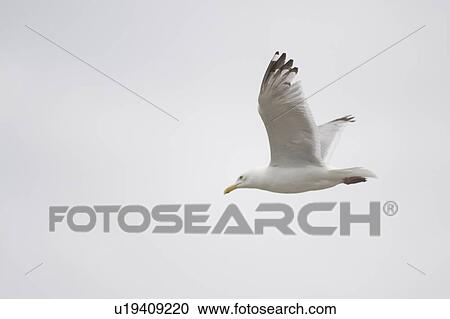 Lake of the Woods, Ontario, Canada; Gulls over the lake View Large Photo Image Stock Image - Lake of the Woods, Ontario, Canada; Gulls over the lake . Fotosearch