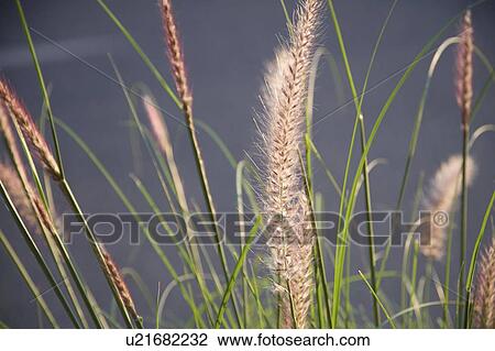 Lake of the Woods, Ontario, Canada; Close up of plants View Large Photo Image Stock Image - Lake of the Woods, Ontario, Canada; Close up of plants. Fotosearch