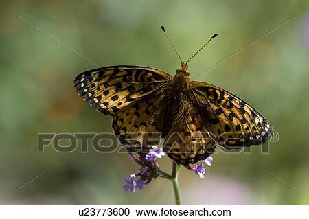 Stock Image - Lake of the Woods, Ontario, Canada; Butterfly gathering nectar from flower. Fotosearch