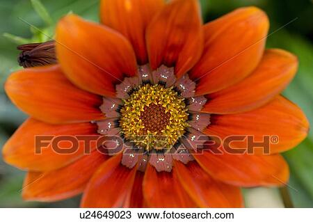 Stock Image - Lake of the Woods, Ontario, Canada; Colourful flowers in bloom. Fotosearch