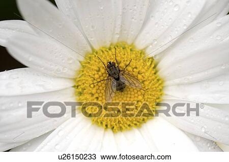 Stock Image - Lake of the Woods, Ontario, Canada; Flower in the woods. Fotosearch