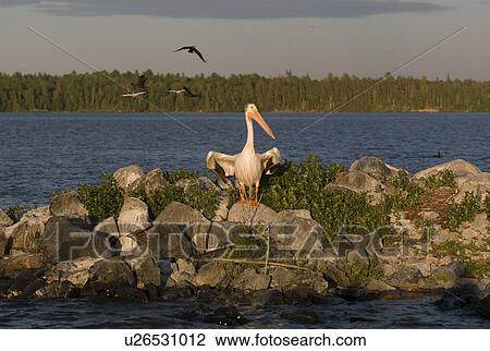Lake of the Woods, Ontario, Canada; Pelican perching on the rocks View Large Photo Image Stock Image - Lake of the Woods, Ontario, Canada; Pelican perching on the rocks. Fotosearch