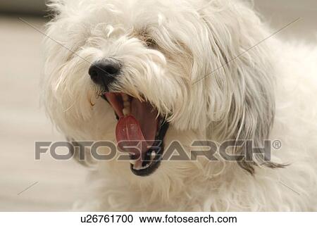 Stock Image - Lake of the Woods, Ontario, Canada; Lulu, a Bichon Maltaise. Fotosearch