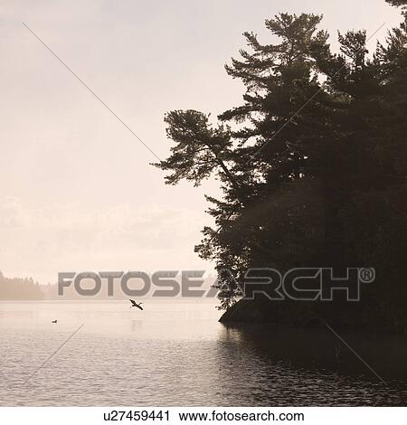 Lake of the Woods, Ontario, Canada; Bird flying over lake View Large Photo Image Stock Image - Lake of the Woods, Ontario, Canada; Bird flying over lake. Fotosearch