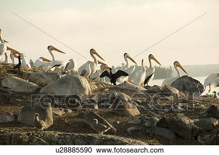 Lake of the Woods, Ontario, Canada; Birds stirring at lake at sunrise View Large Photo Image Stock Image - Lake of the Woods, Ontario, Canada; Birds stirring at lake at sunrise. Fotosearch