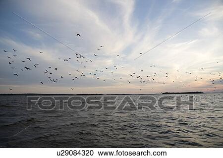 Lake of the Woods, Ontario, Canada; Flock of birds flying over lake View Large Photo Image Stock Image - Lake of the Woods, Ontario, Canada; Flock of birds flying over lake. Fotosearch