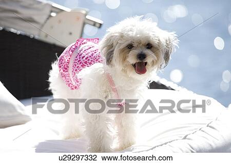Lake of the Woods, Ontario, Canada; Maltese dog on cushion View Large Photo Image Stock Image - Lake of the Woods, Ontario, Canada; Maltese dog on cushion. Fotosearch